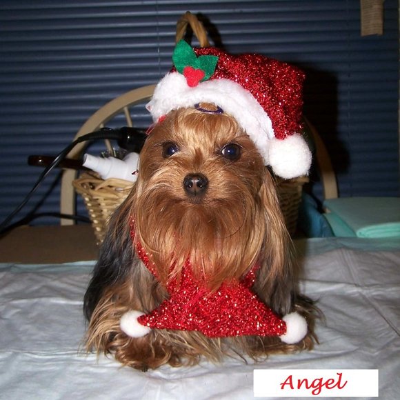 Meet your Posher, Sissie - Picture 12 of 14